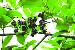 Lagerstroemia reginae